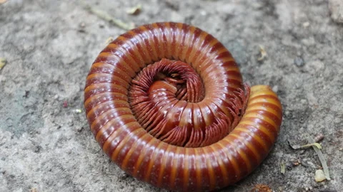 Closeup of red millipede curled to round. A orange Giant Millipede on ground, Stock Footage 137981909