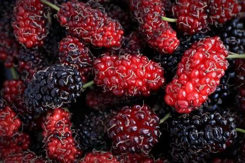 Closeup of red mulberry fruit.  Stock Photos