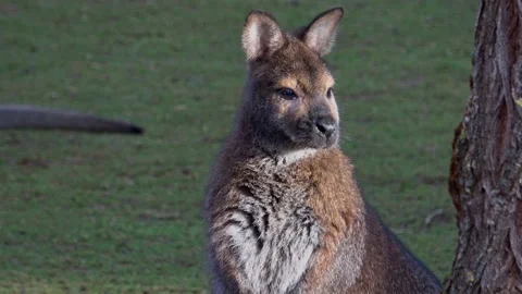 A closeup of a red-necked wallaby (Macropus rufogriseus) 스톡 동영상 168076834