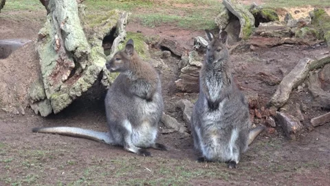 A closeup of a red-necked wallaby. Macropus rufogriseus Stock Footage 236551865
