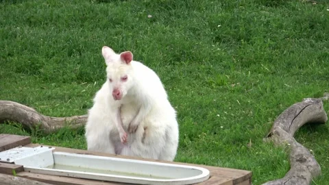 Closeup of a Red-necked Wallaby white albino female, kangaroo Stock Footage 197059477