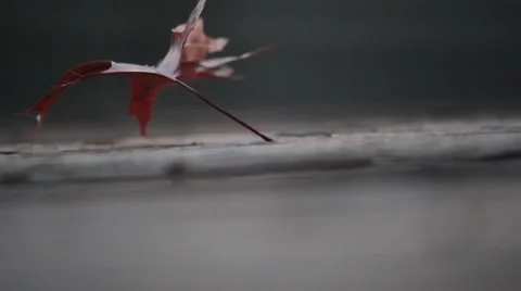 Closeup of red oak leaf on wooden deck Stock Footage 44666222