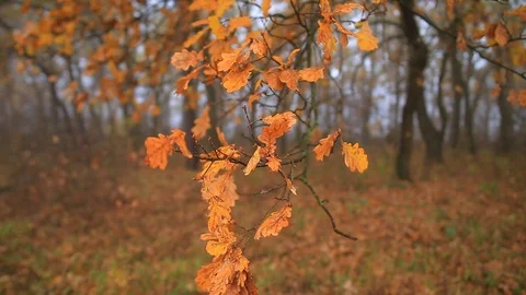 Closeup red oak tree branch in a misty wet autumn forest Stock Footage 118698016