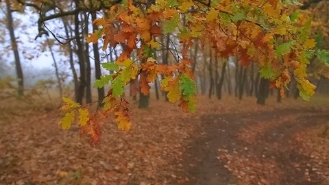 Closeup red oak tree branch in a misty forest Stock-Footage 121928937