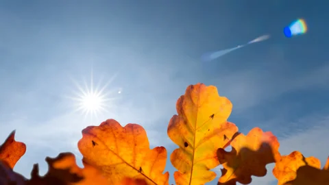 Closeup red oak tree branch in light of sun time lapse scene Stock Footage 194164262