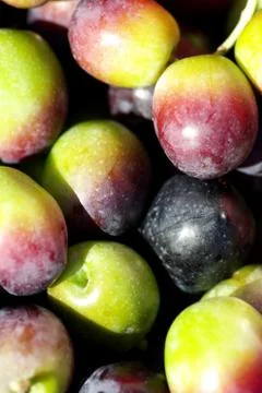 Closeup of red olive Stock Photos