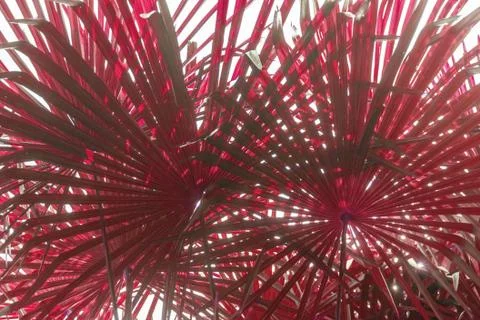 Closeup red palm tree leaf as background Stock Photos