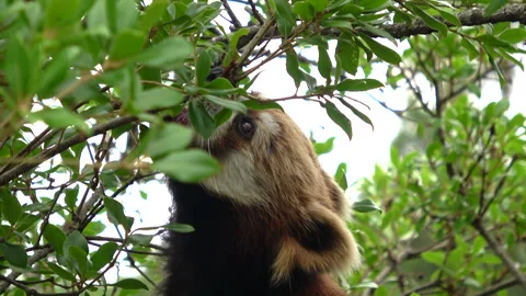 Closeup of Red Panda eating in Tree. 4K  Cute Lesser Panda. Stock Footage 311034615