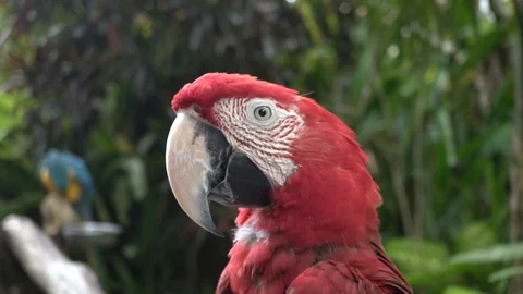 Closeup: red parrot blinks. Stock Footage 104286452