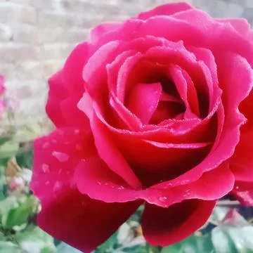 Closeup red patel Stock Photos