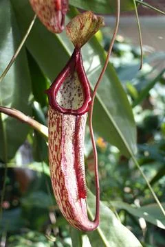 Closeup of the red pattern ribs of a carnivorous Pitcher plant Foto stock