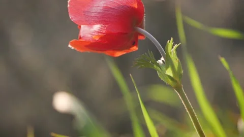 Closeup of red petal flower in a spring field. in the meadow on sunlight are Stock Footage 149102115