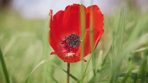 Closeup of red petal flower in a spring field. in the meadow on sunlight are  Stock Footage 149102508