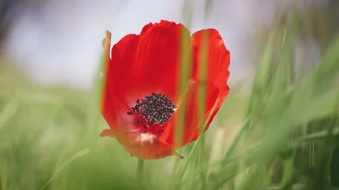 Closeup of red petal flower in a spring field. in the meadow on sunlight are  Stock Footage 149102549