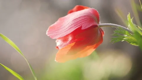 Closeup of red petal flower in a spring field. in the meadow on sunlight are  Stock Footage 149103239