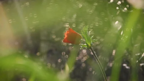 Closeup of red petal flower in a spring field. in the meadow on sunlight are  Stock Footage 149103549
