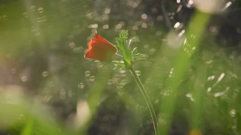 Closeup of red petal flower in a spring field. in the meadow on sunlight are  Stock Footage 149103906