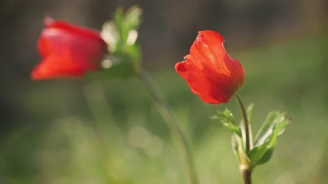 Closeup of red petal flower in a spring field. in the meadow on sunlight are  Stock Footage 149105897