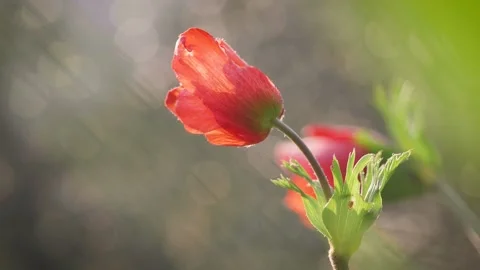 Closeup of red petal flower in a spring field. in the meadow on sunlight are  Stock Footage 149106034