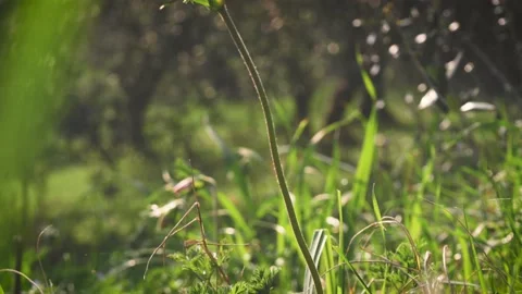 Closeup of red petal flower in a spring field. in the meadow on sunlight are  Stock Footage 149106060