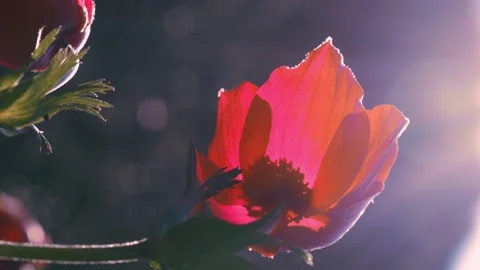 Closeup of red petal flower in a spring field. in the meadow on sunlight  Stock Footage 152305064