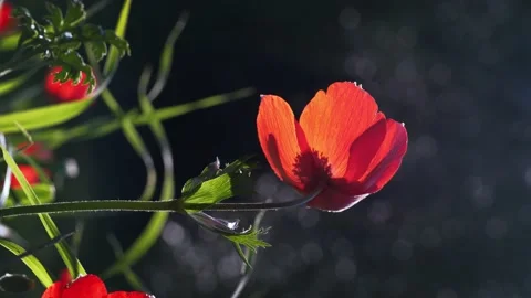 Closeup of red petal flower in a spring field. in the meadow on sunlight  Stock Footage 152306095