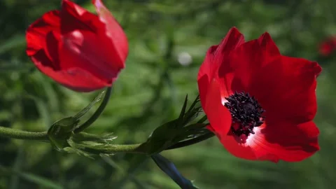 Closeup of red petal flower in a spring field. in the meadow on sunlight  Stock Footage 152306537