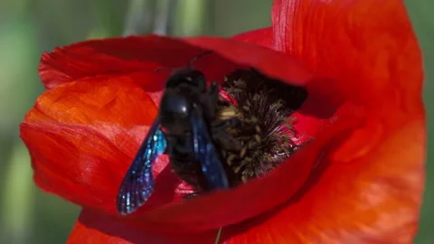 Closeup of red poppy with bee Stock Footage 233900288