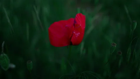 Closeup red poppy flower blooming in green grass field. One papaver plant grow Stock Footage
