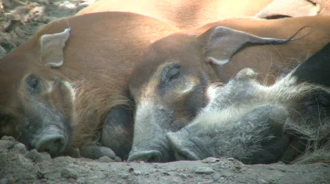 Closeup of Red River Hogs sleeping in the sunlight Video stock 359699