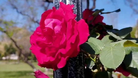 Closeup Red Rose Blowing Wind in the Air Spring Season Stock Footage 330155817