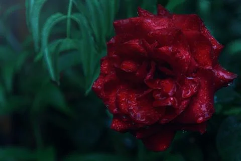 Closeup of red rose with dew in the darkness Fotos de archivo