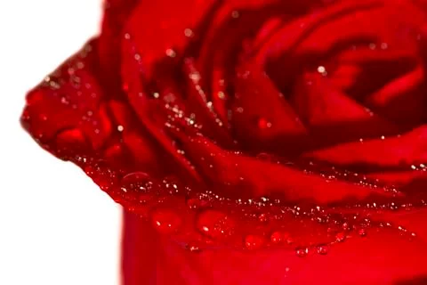 Closeup of red rose with drops Foto stock