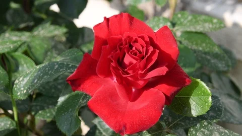 Closeup of red rose in a garden Stock Footage 89075473