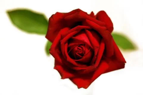 Closeup of red rose Stock-Fotos