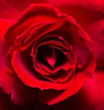 Closeup Red Rose Stock Photos