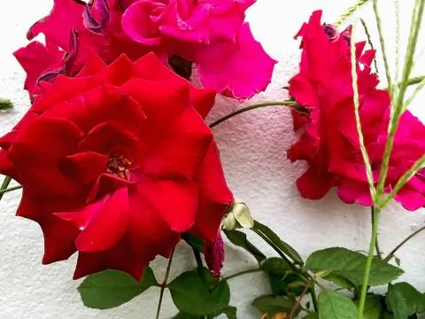 Closeup red rose Stock Photos