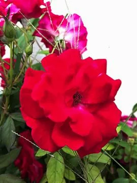 Closeup red rose Stock Photos