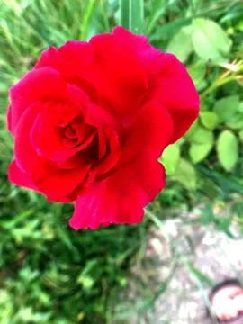 Closeup red rose Stock Photos