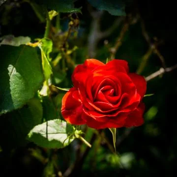 Closeup on red rose Stock Photos