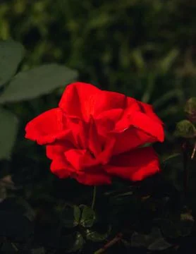 Closeup of a red rose Stock Photos
