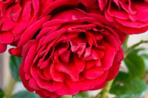 Closeup red rose Stock Photos