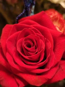 Closeup red rose Stock Photos