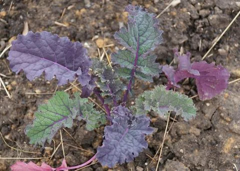 Closeup of a red Russian kale on the vegetable garden Stock Photos