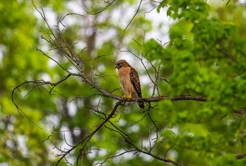 Closeup of the red-shouldered hawk, Buteo lineatus perched on the branch. Select Stock Photos