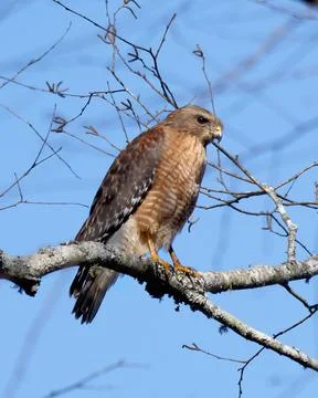 Closeup of Red-shouldered hawk perched in tree Foto stock