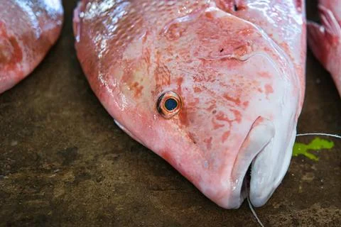 Closeup of red snapper fish head in victoria town market, Mahe Seychelles. Stock Photos