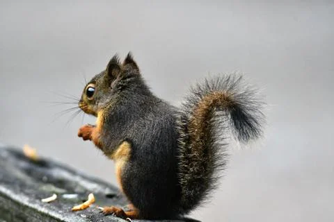 A closeup of Red Squirrel. Stock Photos