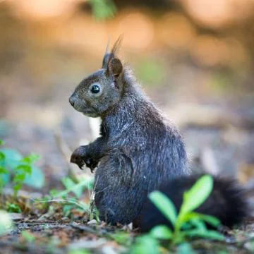 Closeup of a red squirrel (Sciurus vulgaris) Stock-Fotos