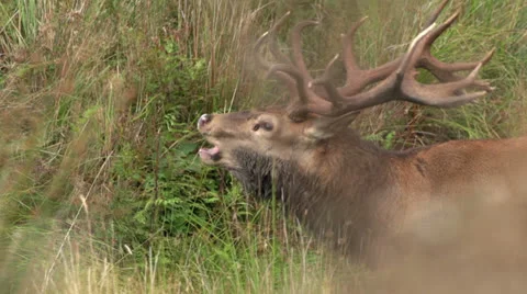 Closeup Red Stag roaring in NZ. Stock Footage 22655959